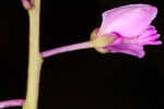 Scalloped milkwort